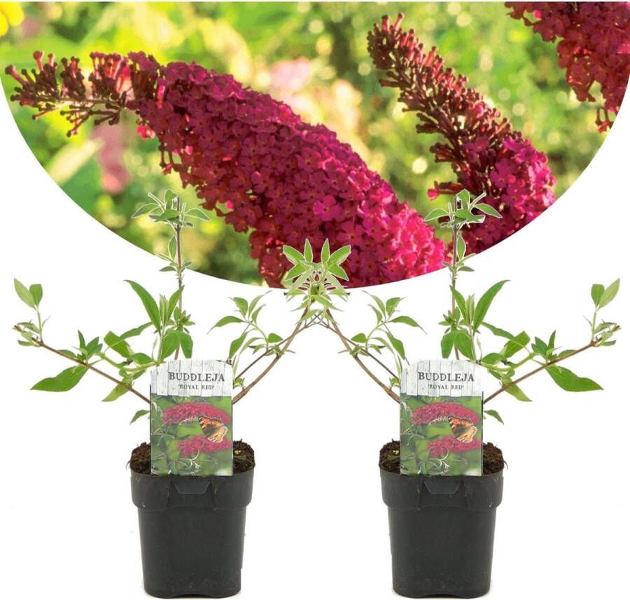 Plant In A Box Buddleja davidii 'Royal Red' Set van 2 vlinderstruik pot 17cm Hoogte 30-40cm tuinplanten winterhard