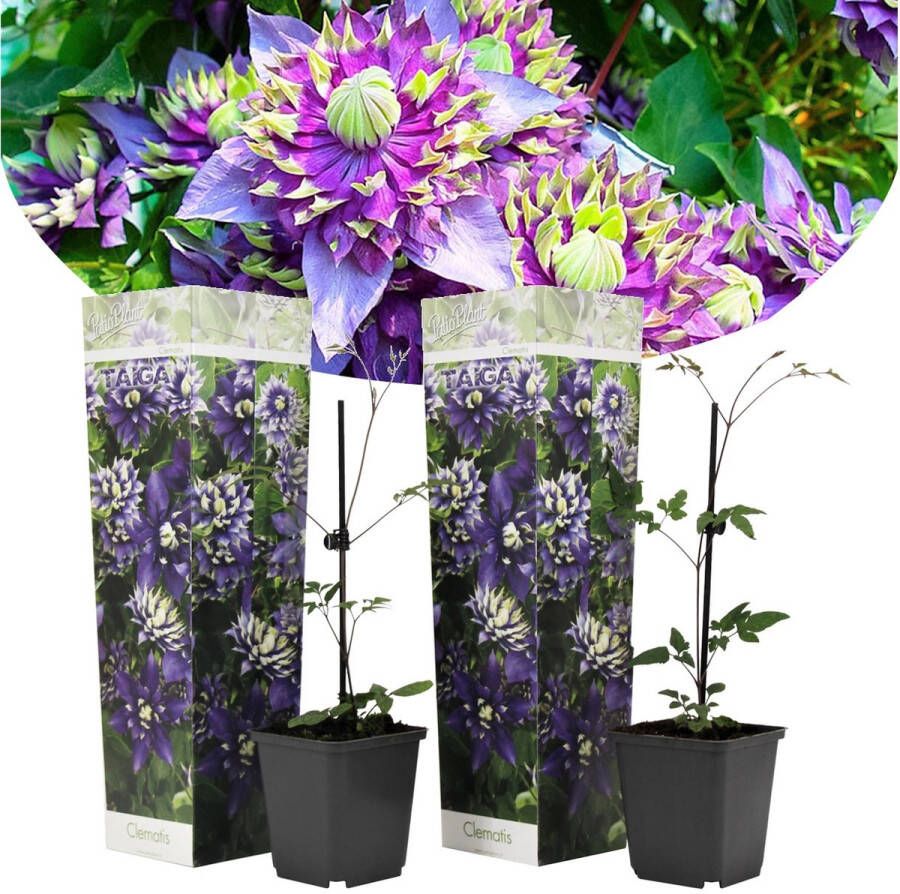 Plant In A Box Set van 2 Clematis Taiga Pot ⌀9cm Hoogte ↕ 25-30cm Winterhard Klimplanten Tuinplanten