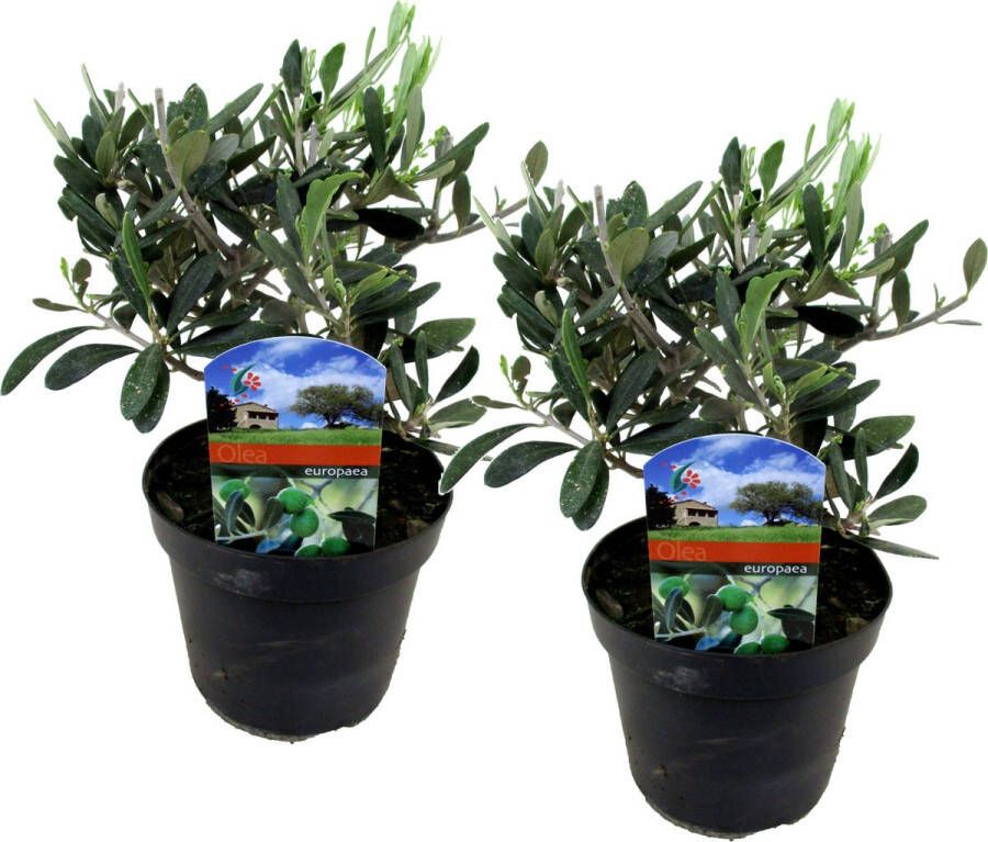 Plant In A Box Set van 2 Olijfstruiken Pot 14cm Hoogte 25-40cm Olea Europaea Ideaal voor elke tuin! Winterhard