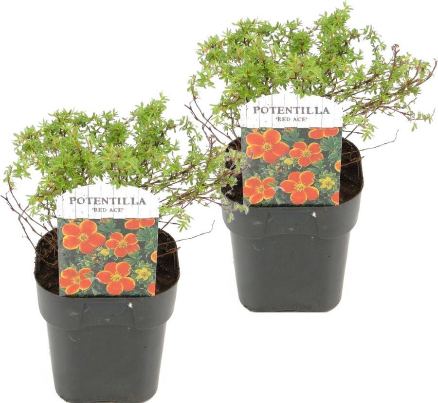 Plant In A Box Set van 2 Potentilla Red Ace Pot 17cm Hoogte 20-30cm Potentilla fruticosa