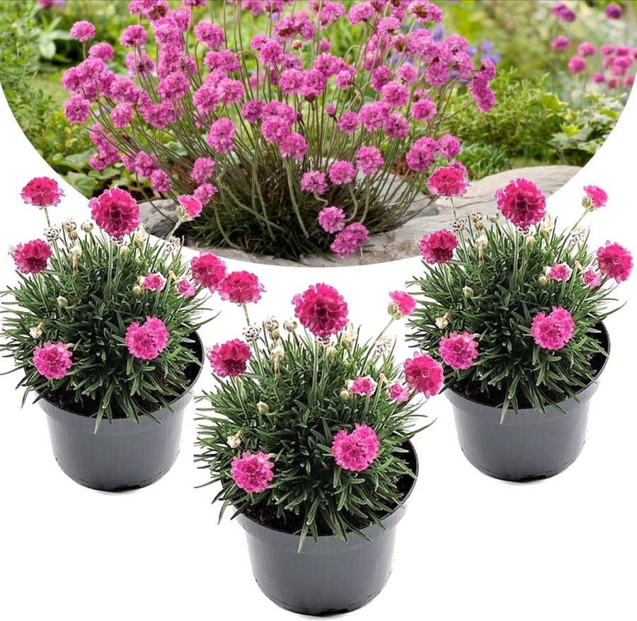 Plant In A Box Set van 3 Armeria Deep Rose Pot ⌀9cm Hoogte ↕ 20-30cm Tuinplant Vaste plant Bloeiend Winterhard Siergras