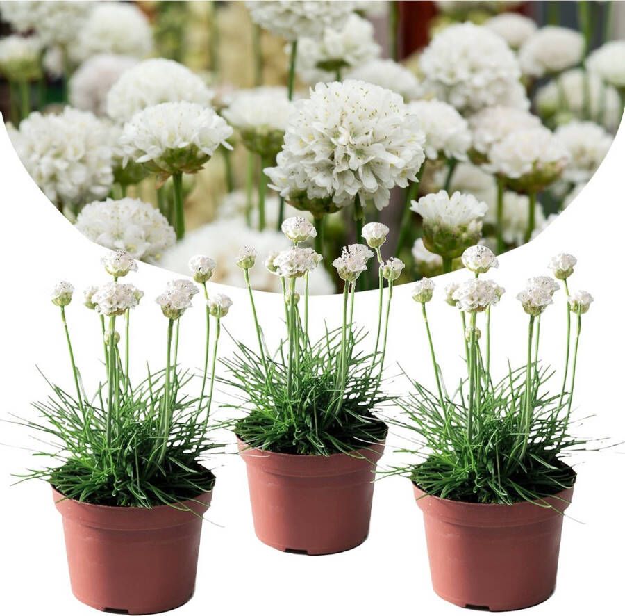 Plant In A Box Set van 3 Armeria Deep White Pot ⌀9cm Hoogte ↕ 20-30cm Tuinplant Vaste plant Bloeiend Winterhard
