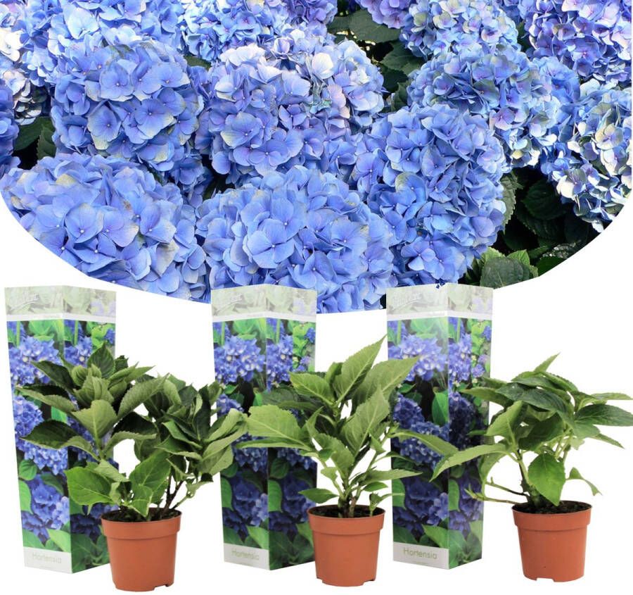 Plant In A Box Set van 3 blauwe Hortensia's Hydrangea macrophylla 'Early Blue' Pot ⌀9cm Hoogte ↕ 25-40cm Tuinplant Winterhard Hortensia Struik
