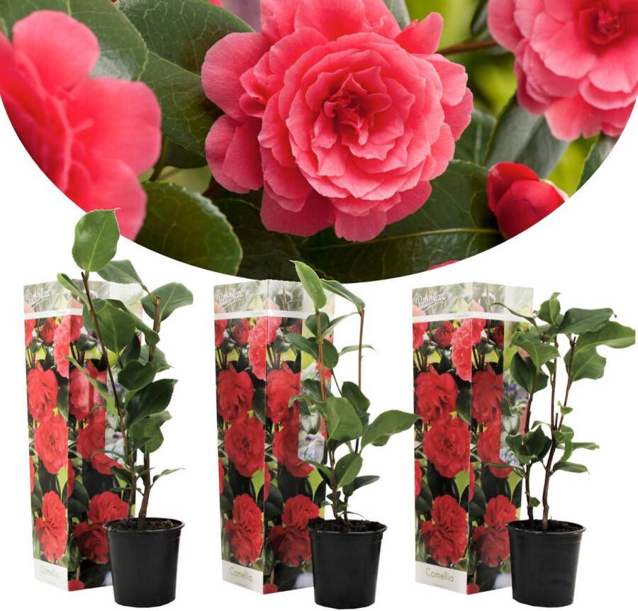 Plant In A Box Set van 3 Camellia Japonica 'Rood' Pot ⌀9cm Hoogte ↕ 25-40cm Tuinplant Japanse Roos Winterhard