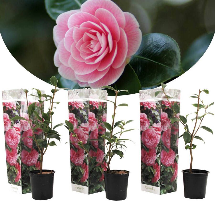 Plant In A Box Set van 3 Camellia Japonica 'Roze' Pot ⌀9cm Hoogte ↕ 25-40cm Tuinplant Japanse Roos Winterhard