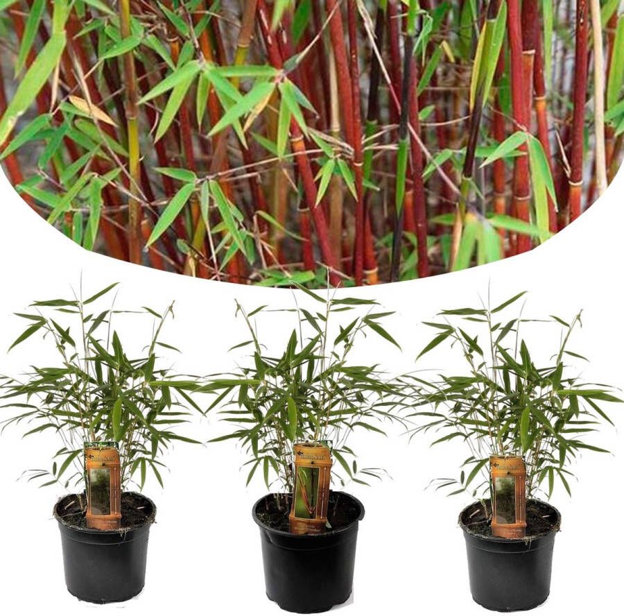 Plant In A Box Set van 3 Fargesia Asian Wonder Rode Bamboe Pot ⌀12cm Hoogte ↕ 25-40cm Winterhard Niet-woekerend Tuinplant