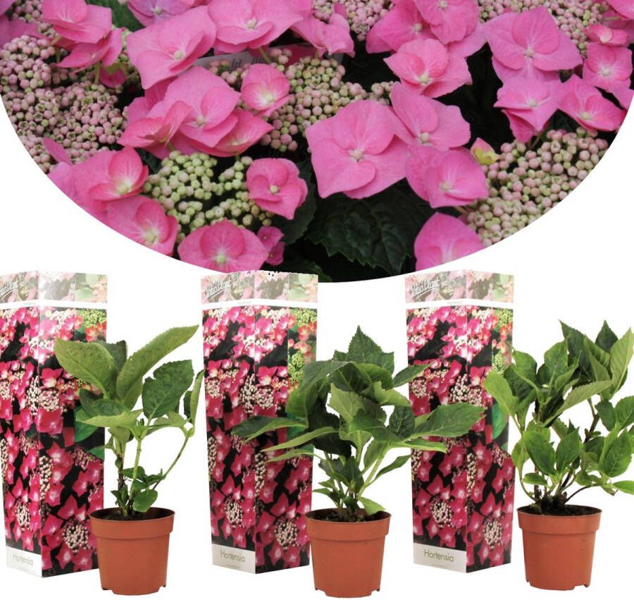Plant In A Box Set van 3 Hydrangea Teller 'Roze' Hortensia Pot ⌀9cm Hoogte ↕ 25-40cm Tuinplant Winterhard