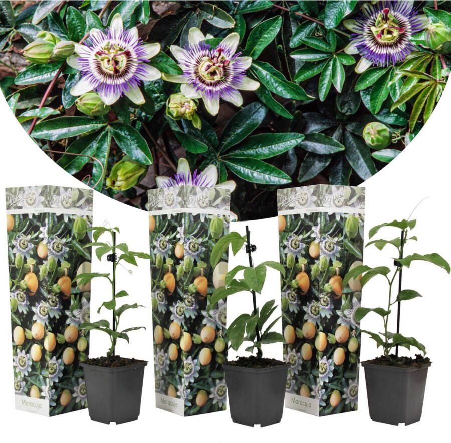 Plant In A Box Set van 3 Passiflora Edulis Passievrucht Klimplant Pot ⌀9cm Hoogte ↕ 20-30cm