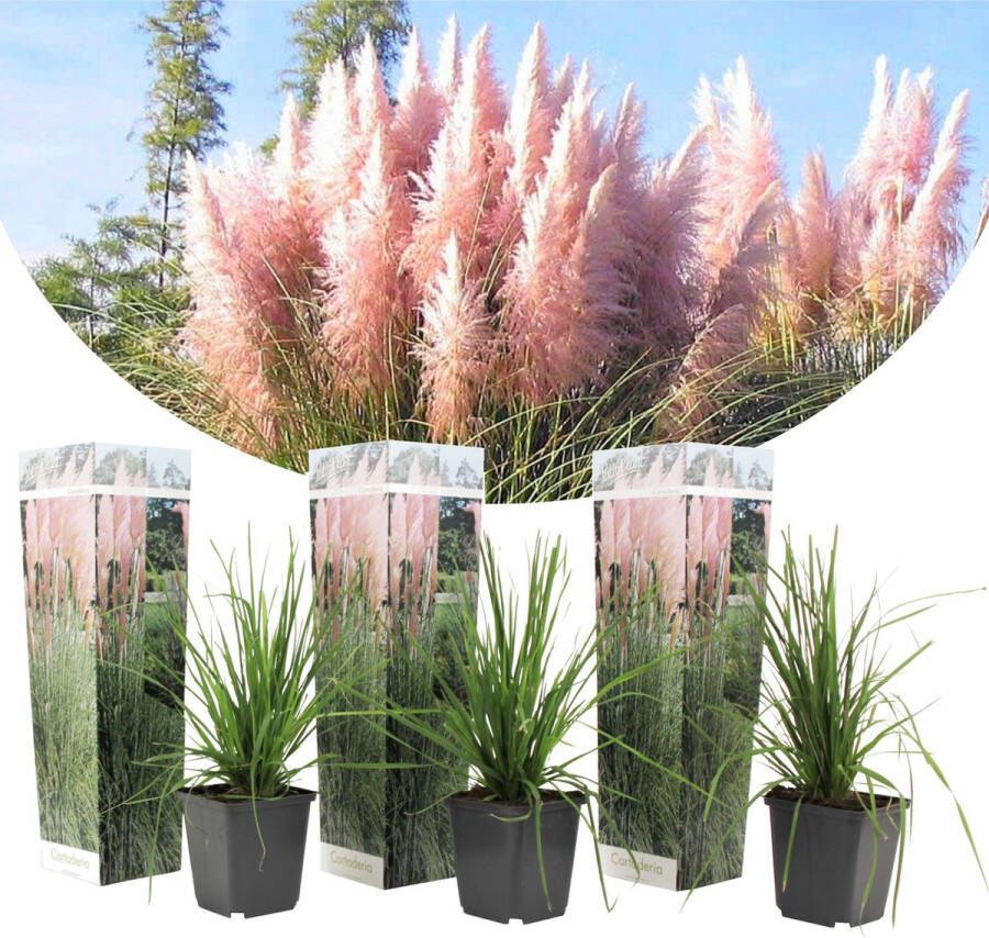 Plant In A Box Set van 3 roze Pampas grassen Cortaderia Selloana gras Pot ⌀9cm Hoogte ↕ 20-30cm