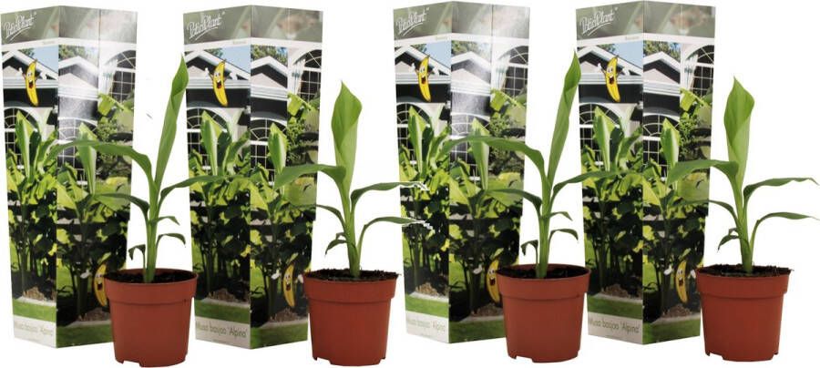 Plant In A Box Musa Basjoo Set van 4 Winterharde bananenplanten Tuinbanaan Pot 9cm Hoogte 25-40cm