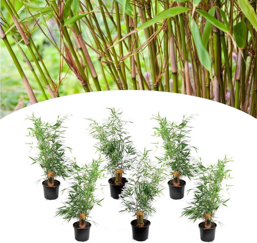 Plant In A Box Set van 6 Fargesia Rufa Niet woekerende bamboe winterhard Pot 13cm Hoogte 25-40cm