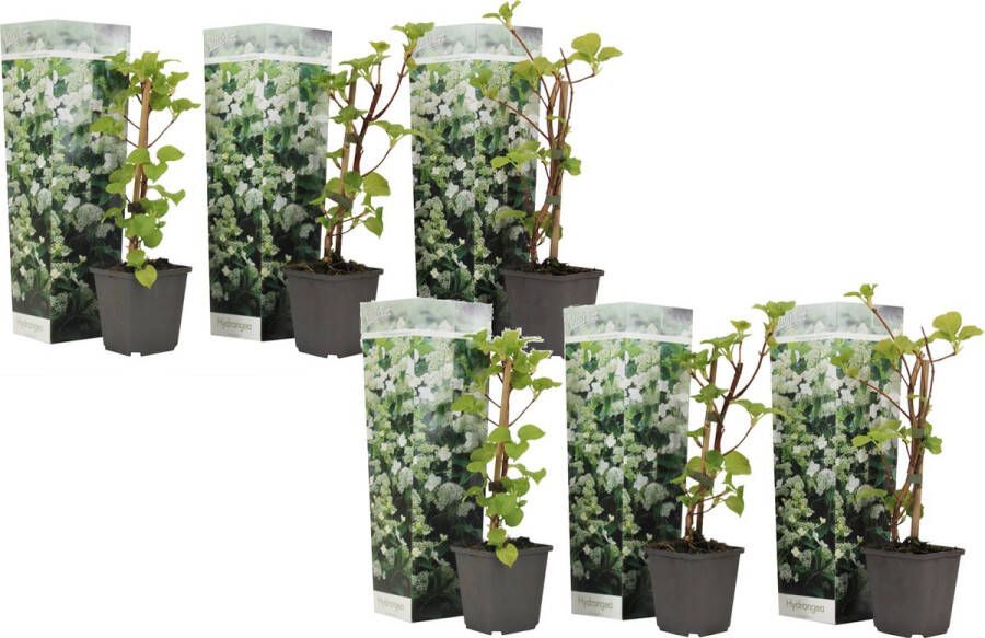Plant in a Box Hydrangea 'petiolaris Set Van 6 Klimhortensia Pot 9cm Hoogte 25-40cm