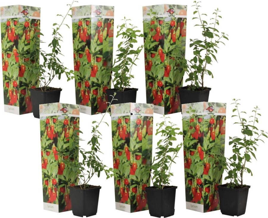 Plant in a Box Lycium Barbarum Set Van 6 Goji Planten Pot 9cm Hoogte 25-40cm