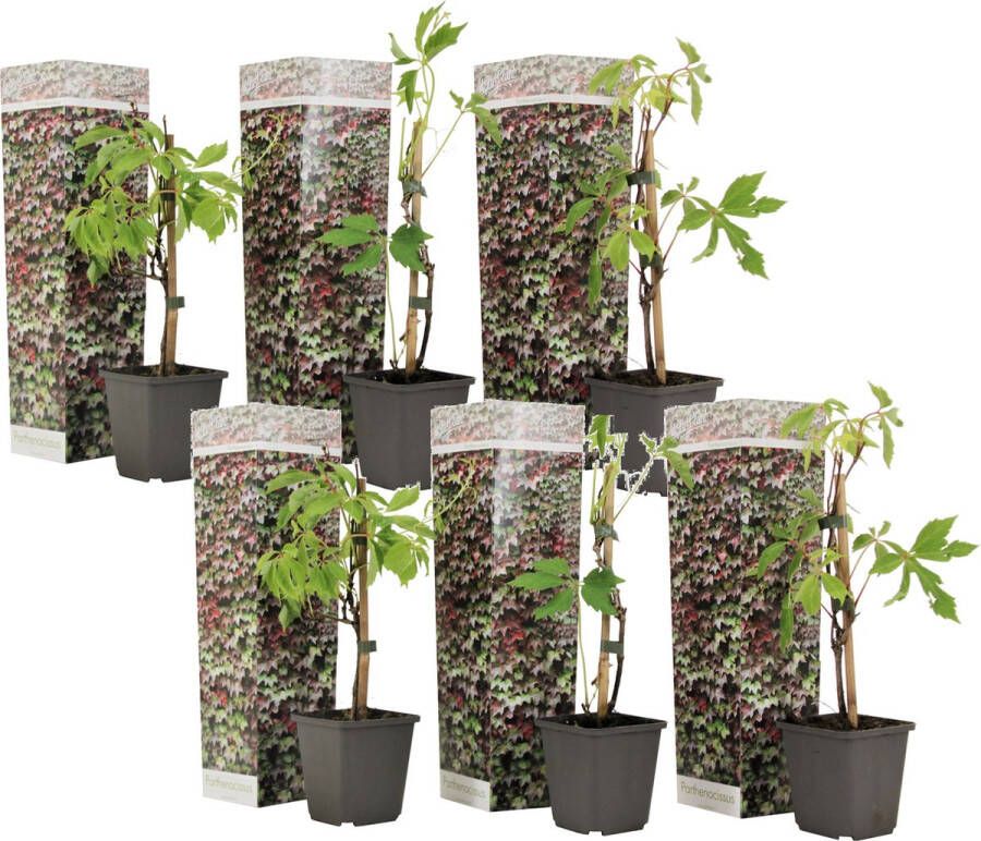 Plant in a Box Set Van 6 Parthenocissus 'wilde Wingerd' Pot 9cm Hoogte 25-40cm
