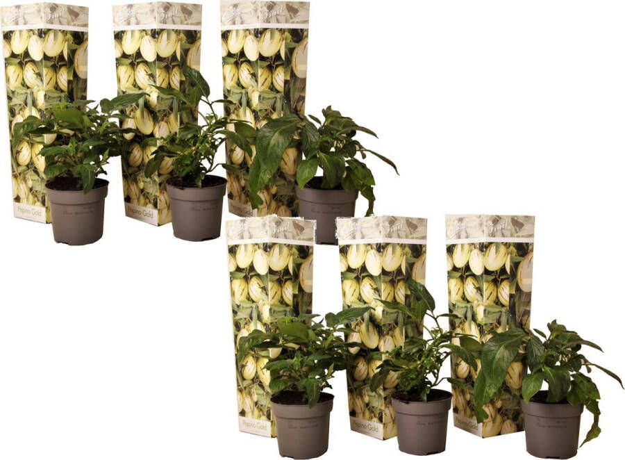 Plant In A Box Solanum Muricatum 'Pepino gold' Meloenpeer Set van 6 Pot 9cm Hoogte 25-40cm