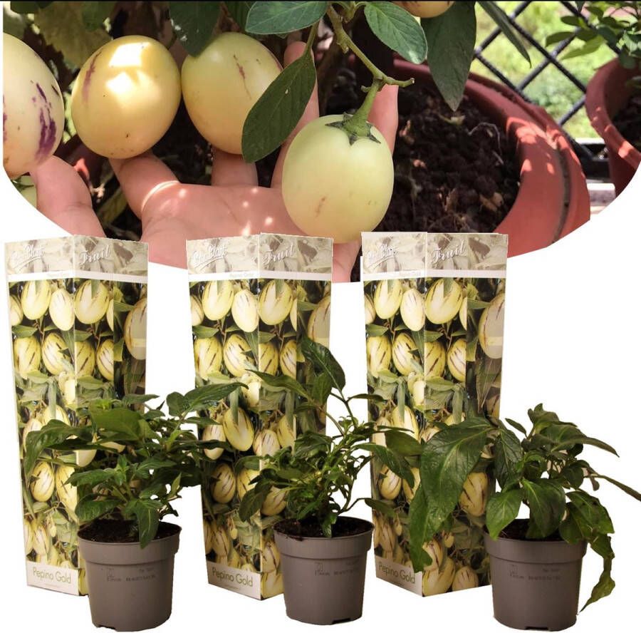 Plant In A Box Solanum Muricatum 'Pepino gold' Set van 3 Pot 9cm Hoogte 25-40cm Meloenpeer Fruitboom Unieke originele plant