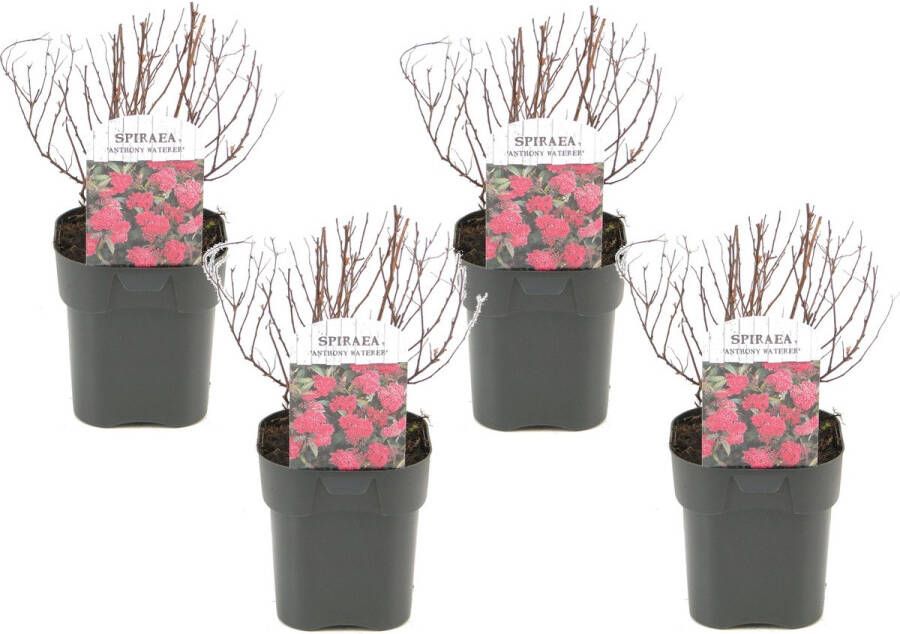 Plant In A Box Spiraea japonica 'Anthony Waterer' Set van 4 Pot 17cm Hoogte 25-40cm Winterhard Tuinplanten
