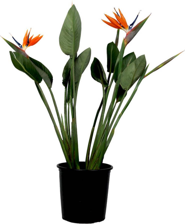 Plant In A Box Strelitzia Reginea Met bloem! Tropische kamerplant Paradijsvogelbloem ⌀27cm Hoogte 80-100cm