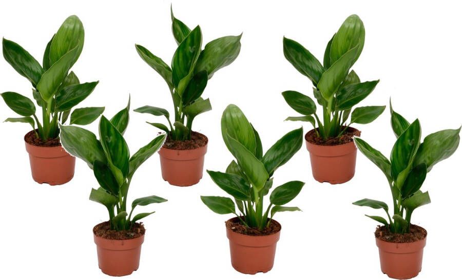 Plant In A Box Strelitzia Reginea Set van 5 Tropische kamerplant Paradijsvogelbloem Pot 9cm Hoogte 25-40cm