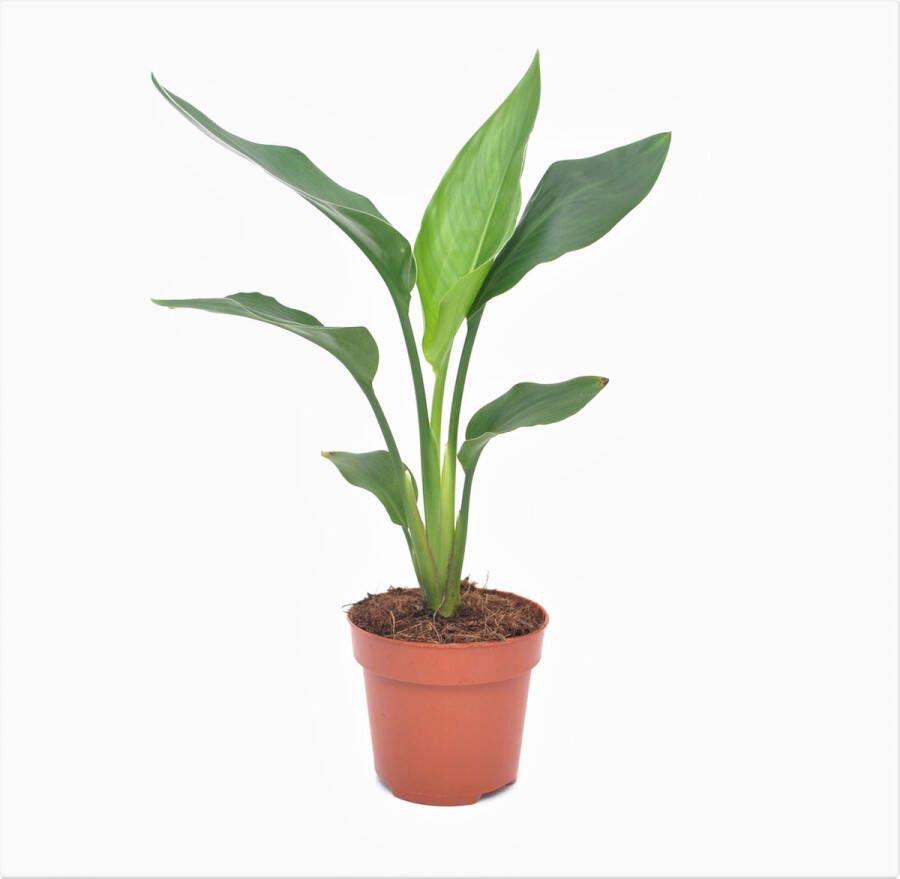 Plant In A Box Strelitzia Reginea Tropische kamerplant Paradijsvogelbloem Pot 9cm Hoogte 25-40cm