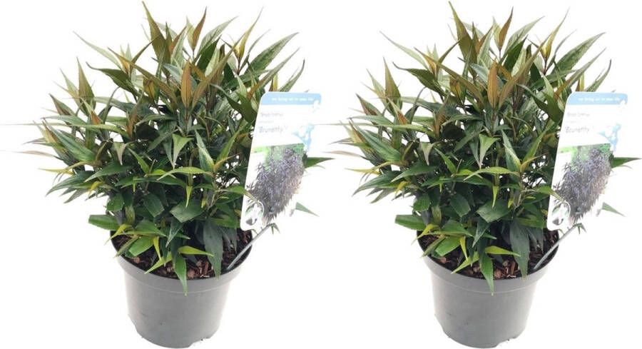 Plant In A Box Strobilanthes anisophyllus Brunetthy Set van 2 Trompetkruid Sierstruik Winterhard Pot 17cm Hoogte 25-40cm