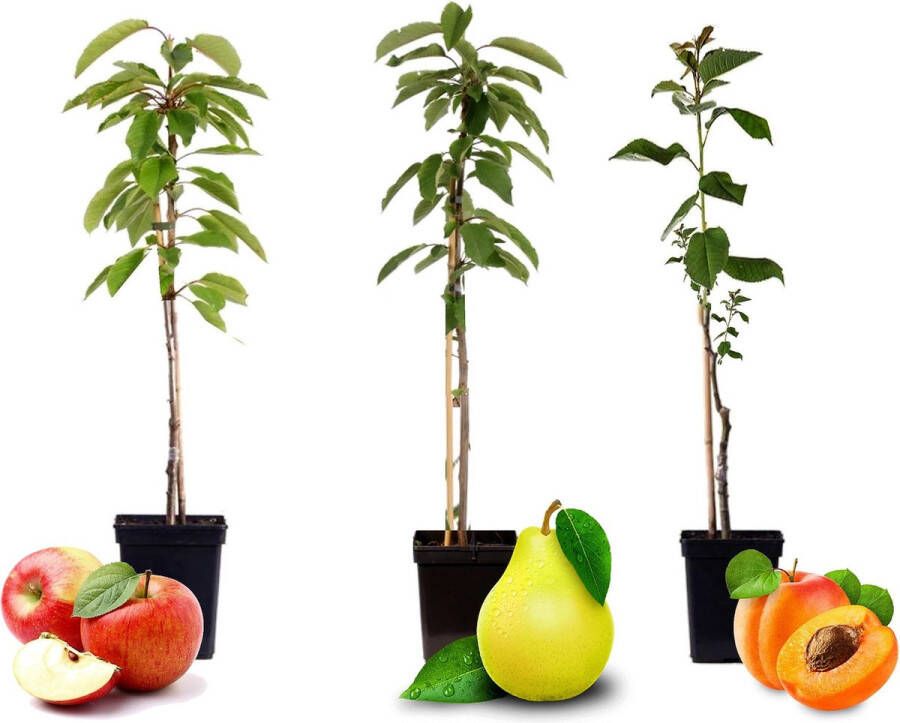 Plant In A Box Sweet Pillar 3pack Mix van 3 pilaar fruitbomen Malus Pyrus en Prunus Winterhard Pot 9cm Hoogte 60-70cm