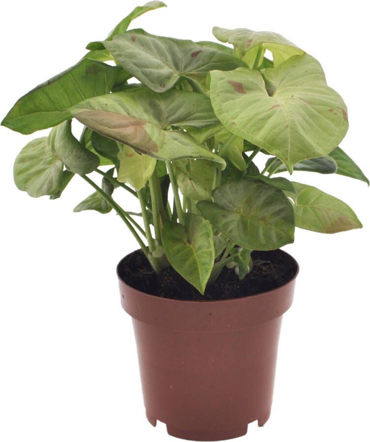 Plant In A Box Syngonium Milk Confetti Pijlvormige bladeren Klimplant Kamerplant Pot 12cm Hoogte 20-30cm