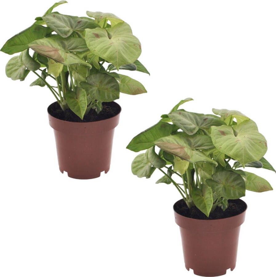 Plant In A Box Syngonium Milk Confetti Set van 2 Pijlvormige bladeren Klimplant Kamerplant Pot 12cm Hoogte 20-30cm