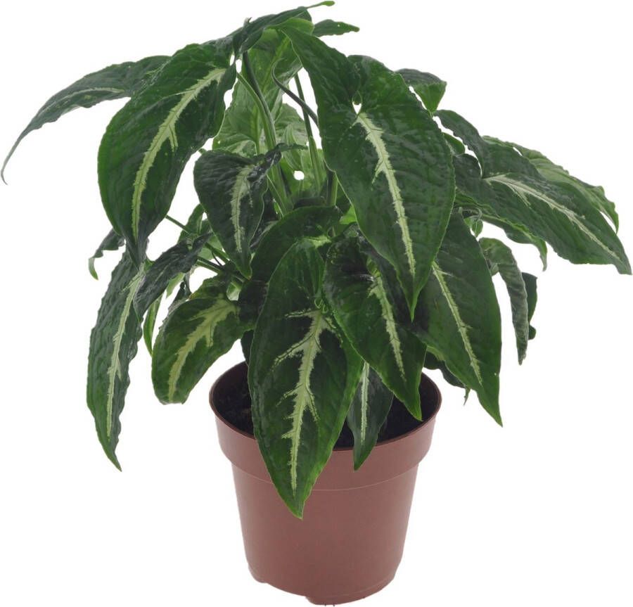 Plant In A Box Syngonium Wendlandii Groene kamerplant Klimplant Hangplant Pot 12cm Hoogte 20-30cm