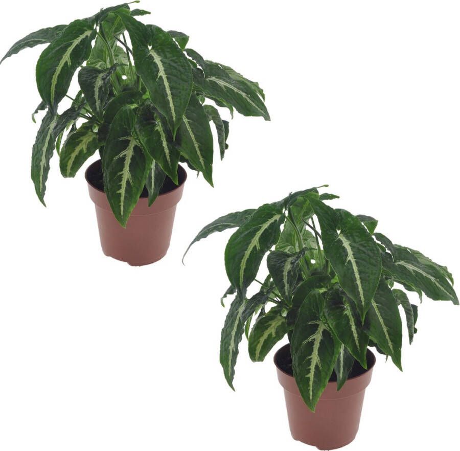 Plant In A Box Syngonium Wendlandii Set de 2 Groene kamerplant Klimplant Hangplant Pot 12cm Hoogte 20-30cm