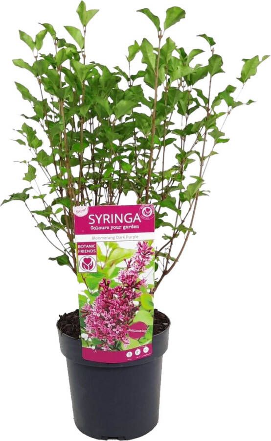 Plant In A Box Syringa Bloomerang Dark Purple Sering Struik Tuinplant ⌀19 cm Hoogte 55-65 cm