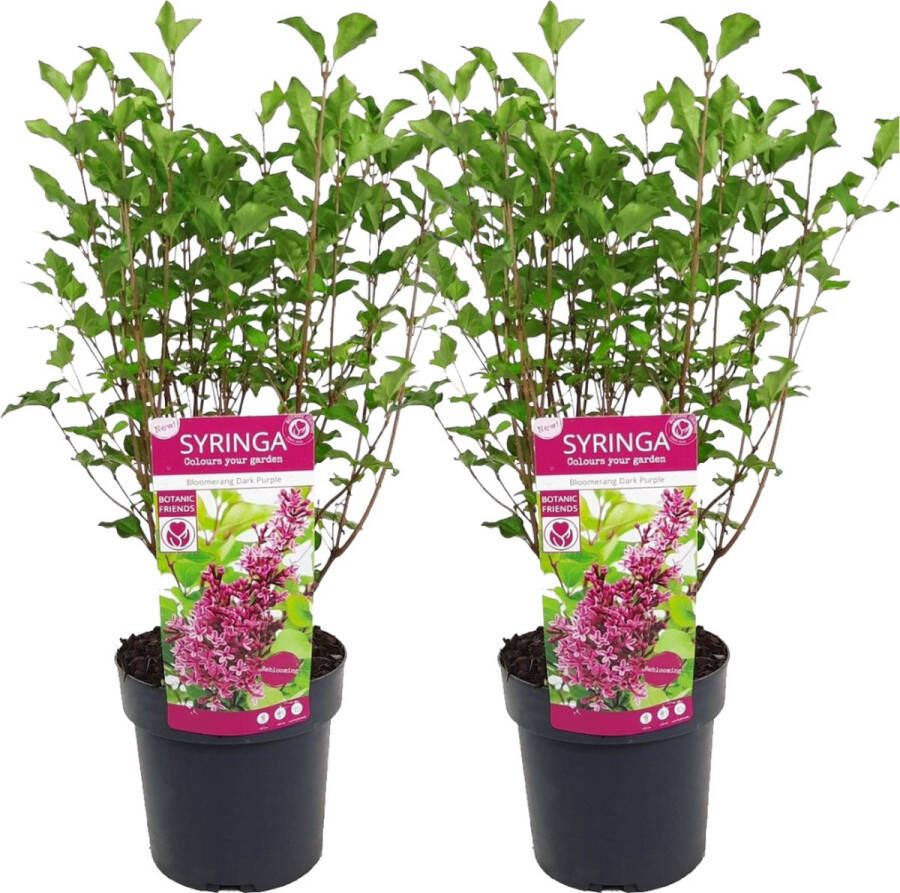 Plant In A Box Syringa Bloomerang Dark Purple Sering Set van 2 Struik Tuinplant ⌀19 cm Hoogte 55-65 cm