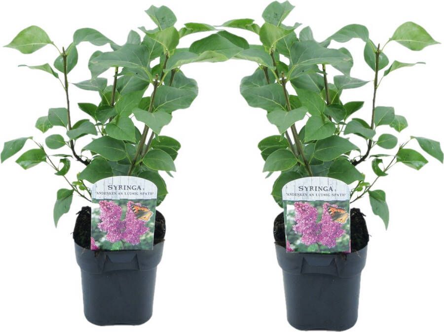 Plant In A Box Syringa vulgaris 'Ludwig Spath' Set van 2 Sierheester voor in de tuin Heester met paar-rode bloemen Pot 17cm Hoogte 25-40cm