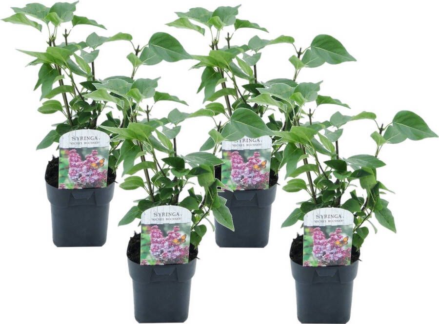 Plant In A Box Syringa vulgaris 'Michel Buchner' Set van 4 Sierheester voor in de tuin Bijzonder hartvormig blad Pot 17cm Hoogte 25-40cm