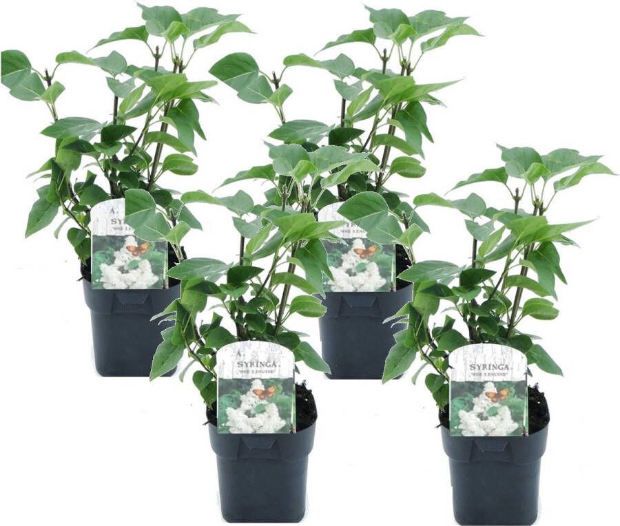 Plant In A Box Syringa vulgaris 'Mme Lemoine' Set van 4 sierstruiken Prachtige witte geurende bloemen Pot 17cm Hoogte 25-40cm