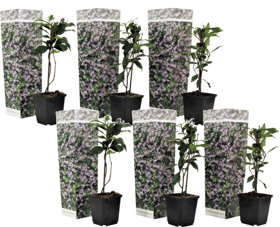 Plant In A Box Toscaanse Jasmijn Set van 6 Roze sterjasmijn tuinplanten Pot 9cm Hoogte 25-40cm