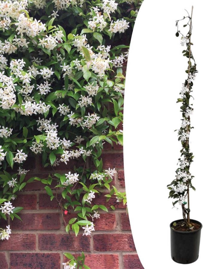 Plant In A Box Trachelospermum jasminoides Jasmijn XL Winterharde klimplant Pot 17cm Hoogte 110-120cm