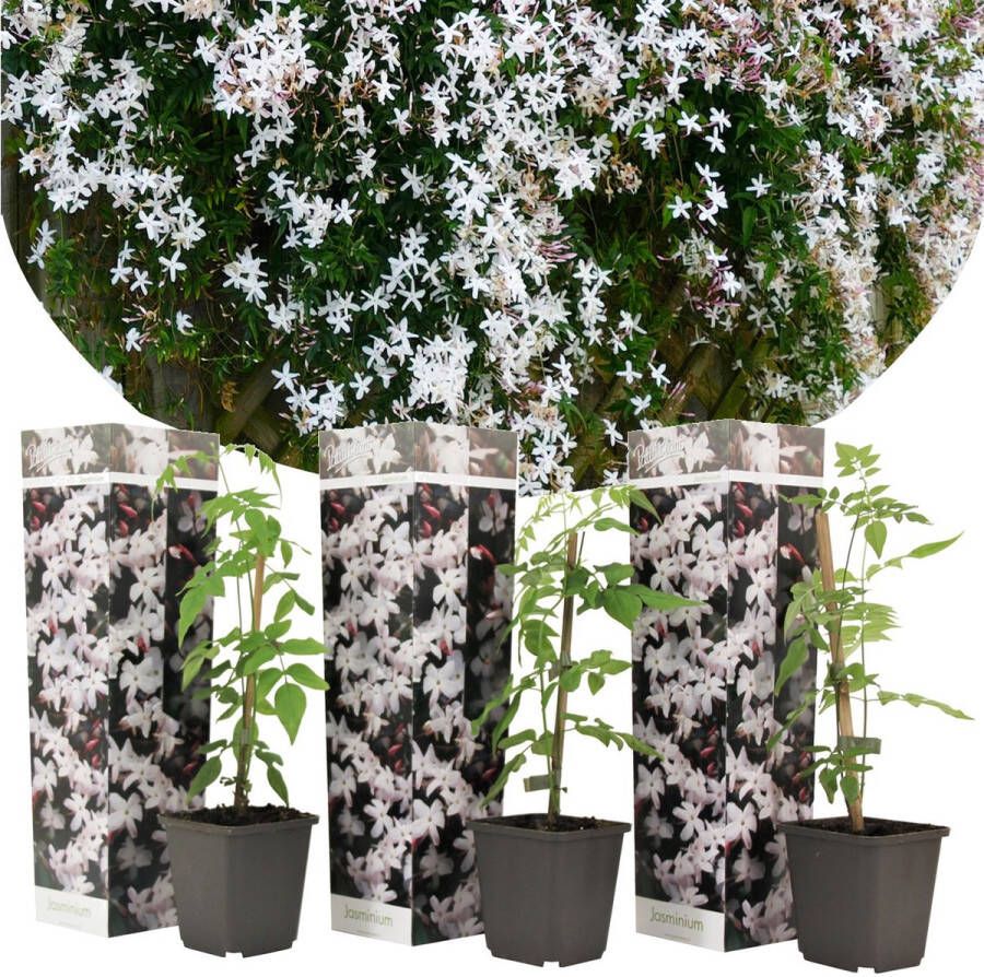 Plant In A Box Trachelospermum jasminoides 'Officinale' Set van 3 Witte Jasmijn klimplant Pot 9cm Hoogte 25-40cm
