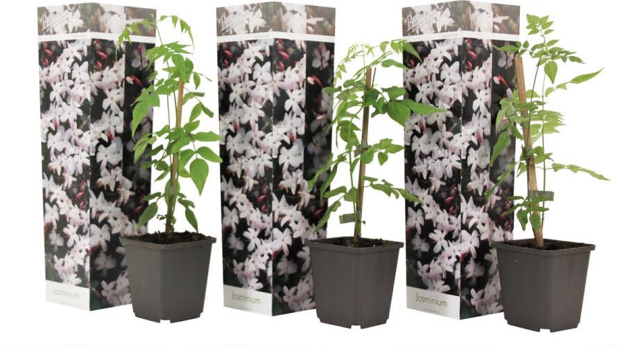 Plant In A Box Trachelospermum jasminoides 'Officinale' Set van 3 Witte Jasmijn klimplant Pot 9cm Hoogte 25-40cm