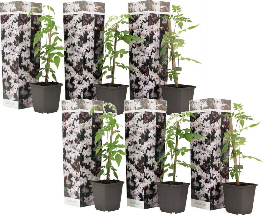 Plant In A Box Trachelospermum jasminoides 'Officinale' Set van 6 Witte Jasmijn klimplant Pot 9cm Hoogte 25-40cm