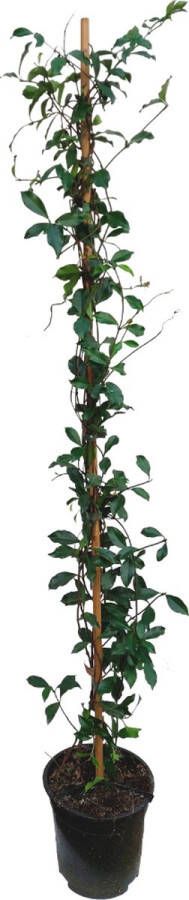 Plant In A Box Trachelospermum jasminoides 'Pink Showers' Jasmijn XL Winterharde klimplant Pot 17cm Hoogte 110-120cm