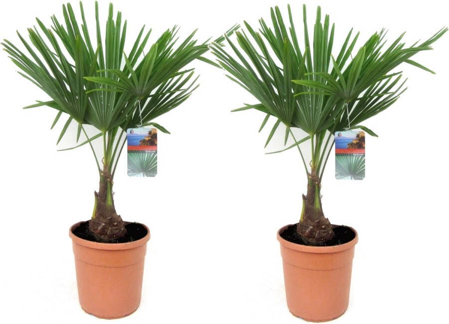 Plant In A Box Trachycarpus Fortunei Set van 2 Winterharde Aziatische Waaierpalmboom Pot 21cm Hoogte 65-75cm