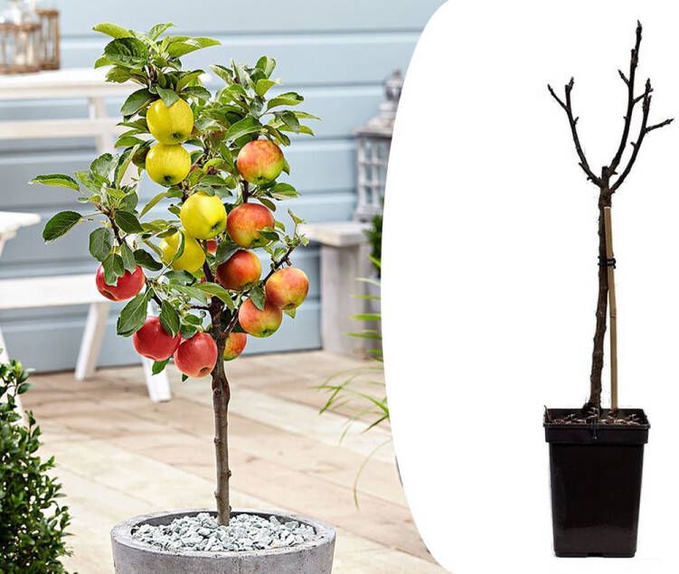 Plant In A Box TRIO Appelboom Malus 3 verschillende appels aan 1 boom Pot ⌀17 cm -Hoogte ↕ 60-80cm