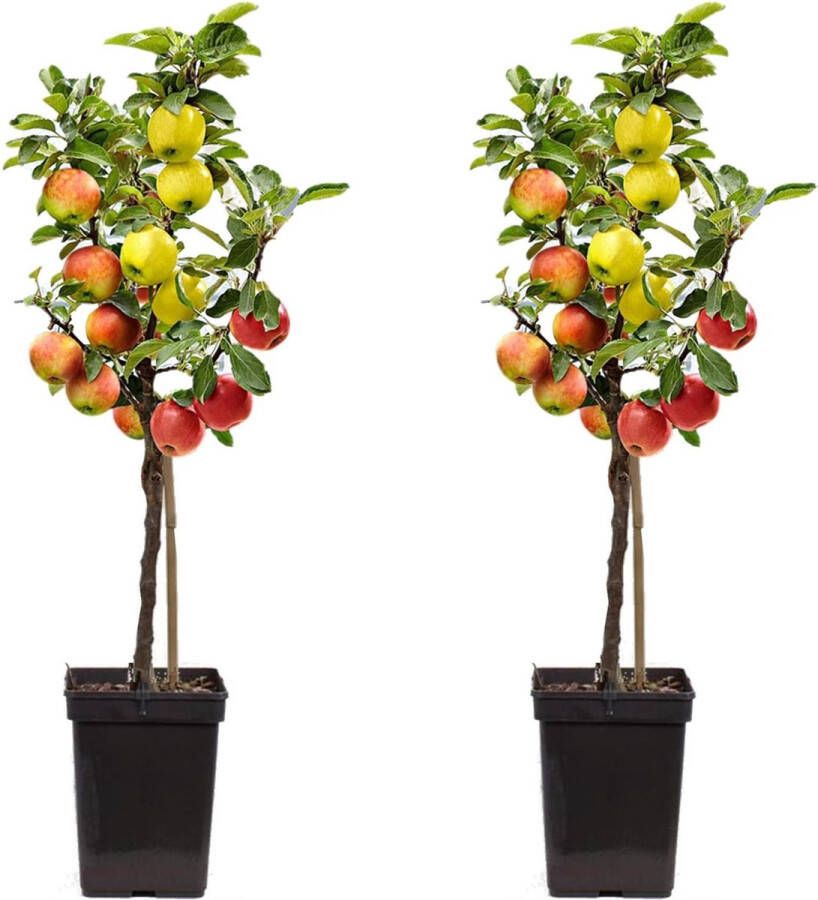 Plant In A Box TRIO Appelboom Set van 2 Malus 3 verschillende appels aan 1 boom Pot 17cm Hoogte 60-70cm