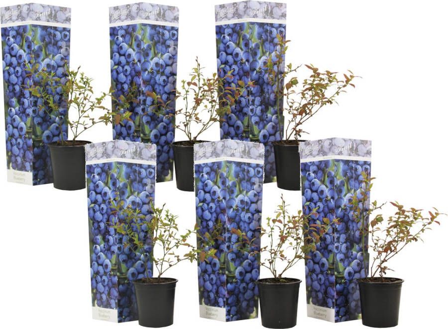 Plant In A Box Vaccinium corymbosum 'Sunshine Blue' Set van 6 Winterharde bessenplanten Pot 9cm Hoogte 25-40cm