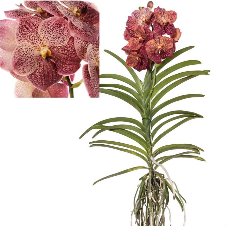 Plant In A Box Vanda Leopard Coral Tropische Orchidee Prachtige kleurenmix Bloeiende Orchidee Hoogte 60-70cm MOEDERDAG