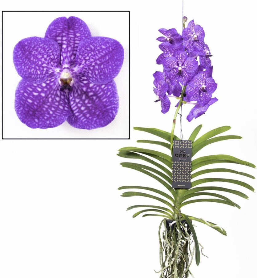 Plant In A Box Vanda New Blue Tropische Orchidee Prachtige kleurenmix Bloeiende Orchidee Hoogte 55-65cm