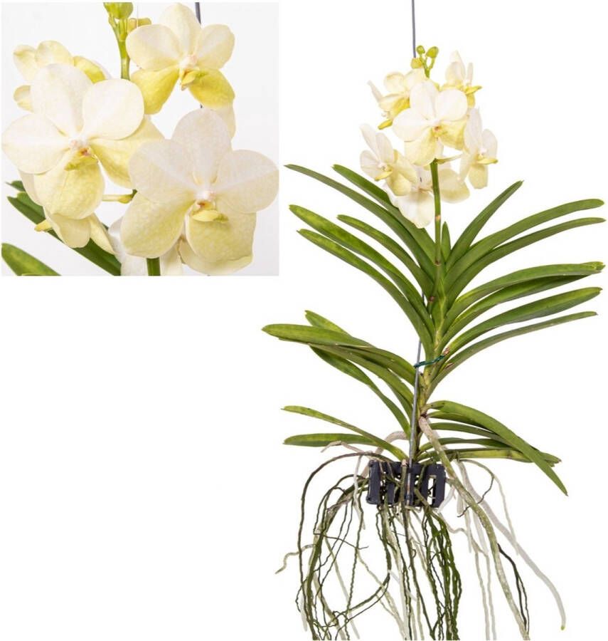 Plant In A Box Vanda Tayanee White Tropische Orchidee Prachtige kleurenmix Bloeiende Orchidee Hoogte 45-55cm