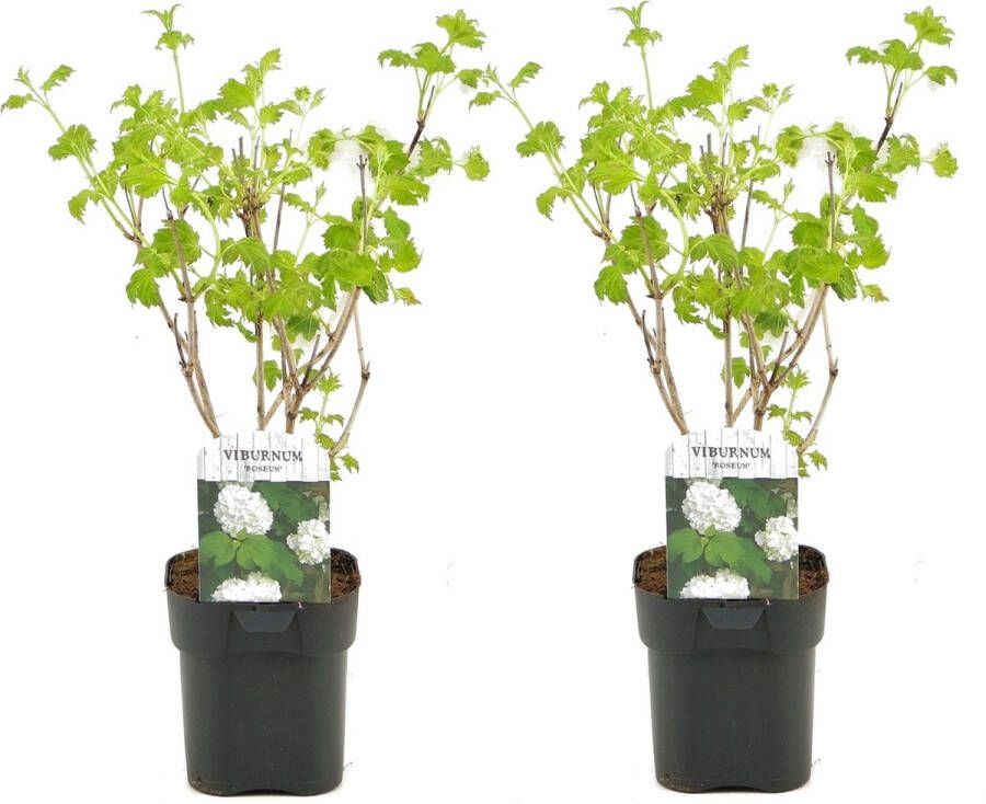 Plant In A Box Viburnum opulus 'Roseum' Vibernum Snowball Set van 2 Winterharde en groenblijvende tuinplant Pot 17cm Hoogte 25-40cm