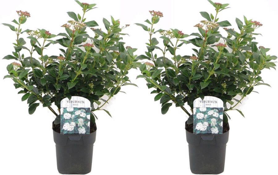 Plant In A Box Viburnum Tinus Set van 2 Groenblijvende heesters Winterhard met geurende bloemen Pot ⌀17cm Hoogte 25-40cm